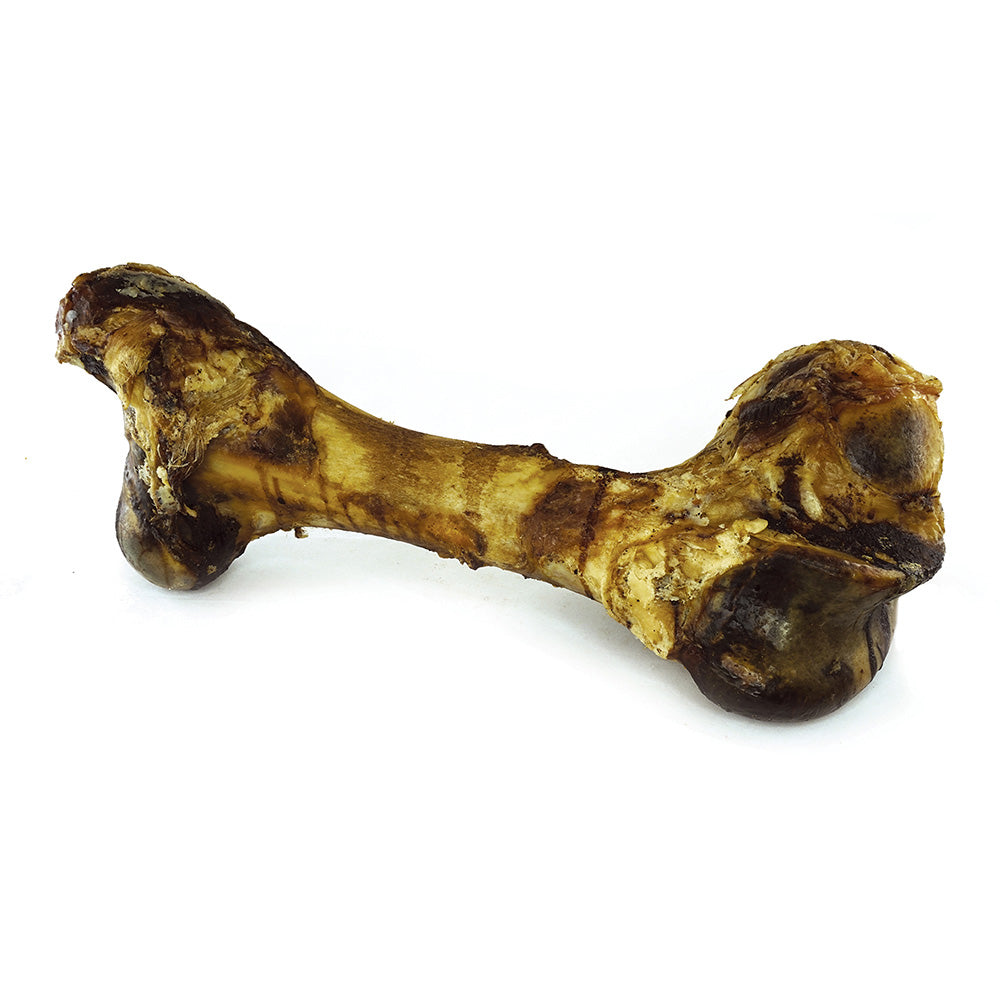 18″ DINO BONE