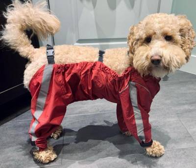 Bodyguard Protective All Weather Dog Pants foufouBRANDS