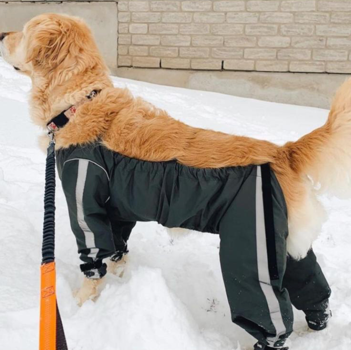 Golden sales retriever pants