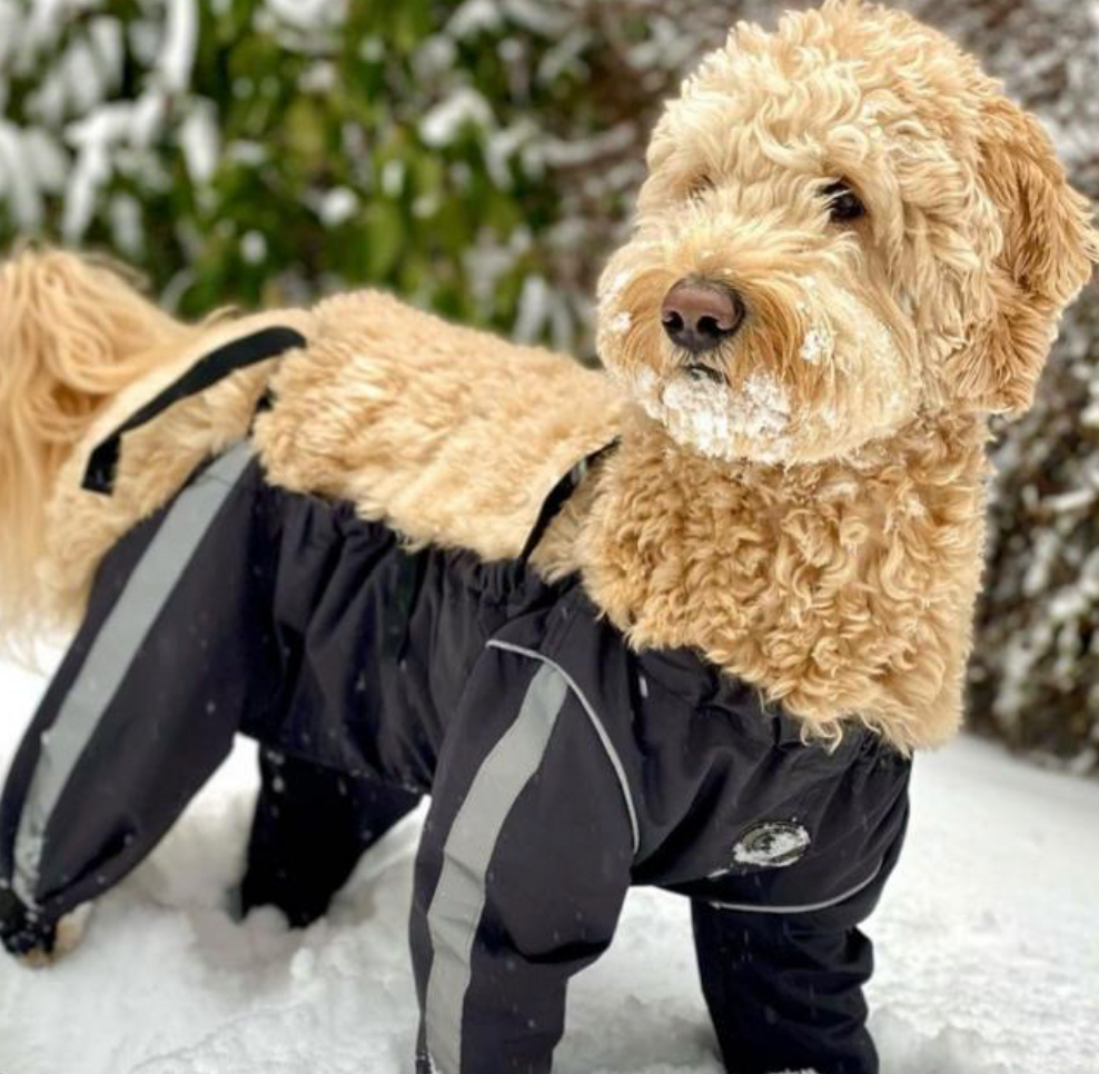 Foufou dog bodyguard best sale