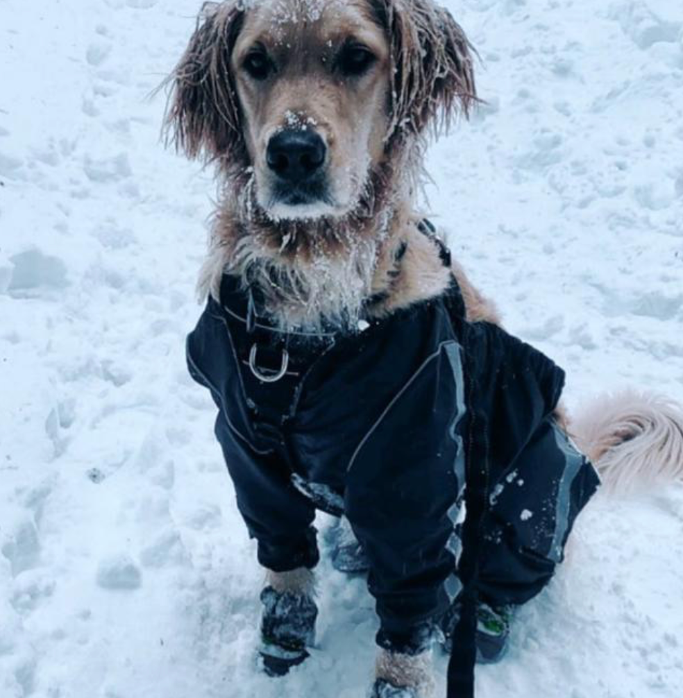 Dog sales snow pants