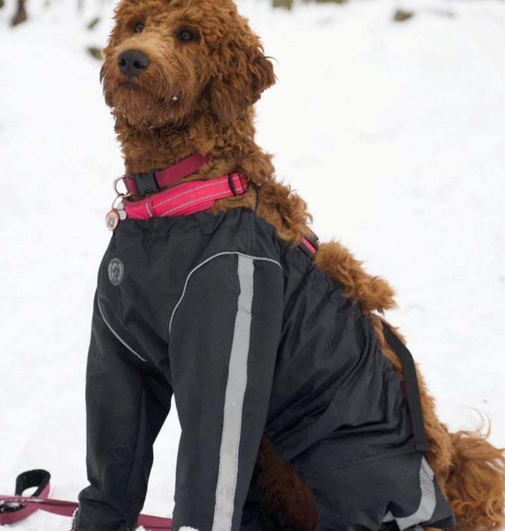 Bodyguard Protective All Weather Dog Pants foufoubrands usa