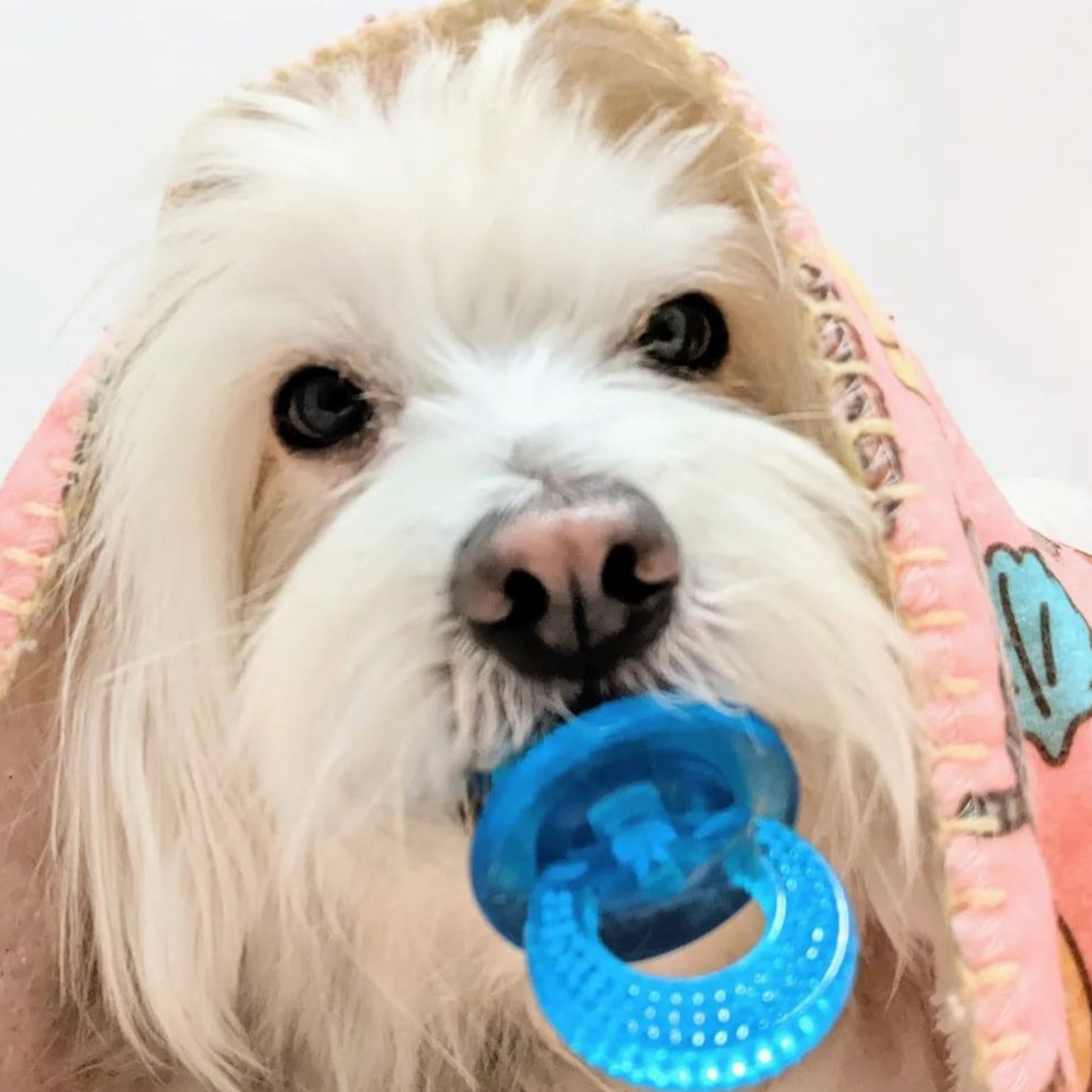 Paci-Chew Large (4")